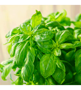 Aroma Naturale di Basilico BIO Oleosolubile
