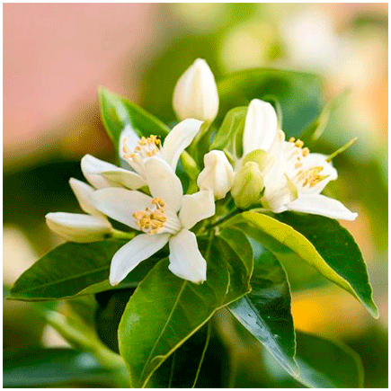 Aroma Neroli Naturale Liposolubile