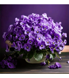 Aroma Violetta Special Naturale in Polvere