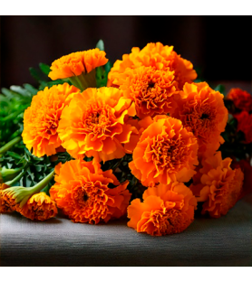 Marigold Natural Flavour Oilsoluble