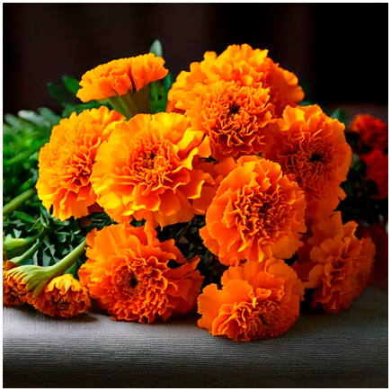 Marigold Natural Flavour Oilsoluble