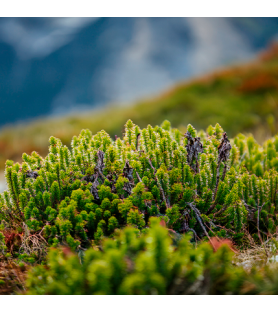 Aroma Erbe Alpine 4923 Naturale