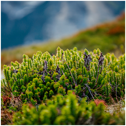 Aroma Erbe Alpine 4923 Naturale