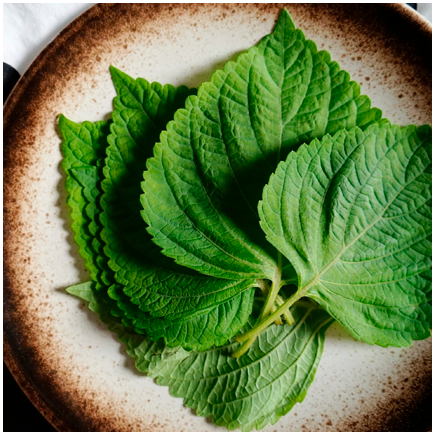 Aroma Naturale di Shiso Oleosolubile