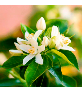 Neroli Natural Flavour