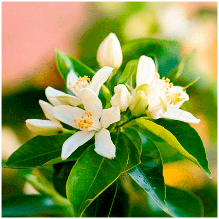 Neroli Natural Flavour
