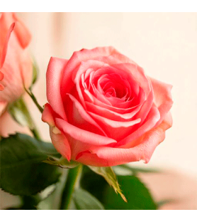 Rose Natural Flavour Oilsoluble