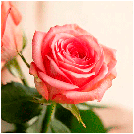 Rose Natural Flavour Oilsoluble