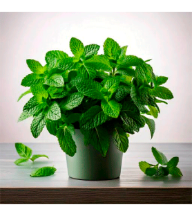 Aroma Menta Crespa Naturale