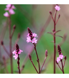 Vervain Natural Flavour