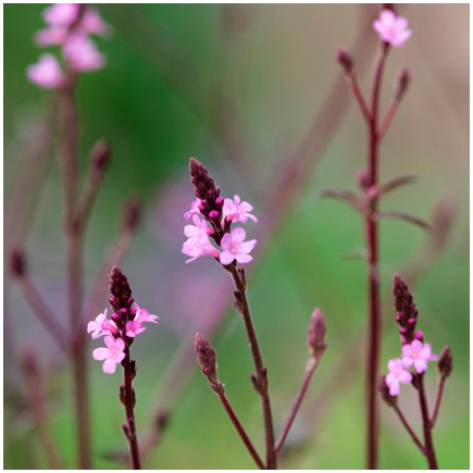 Aroma Naturale di Verbena