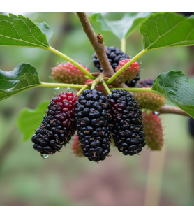 Aroma Mora di Gelso Naturale