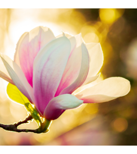 Aroma Magnolia