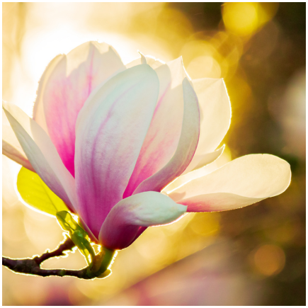 Aroma Magnolia