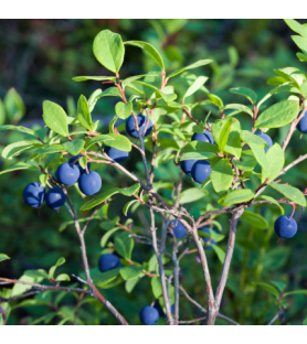 Mountain Blueberry Flavour