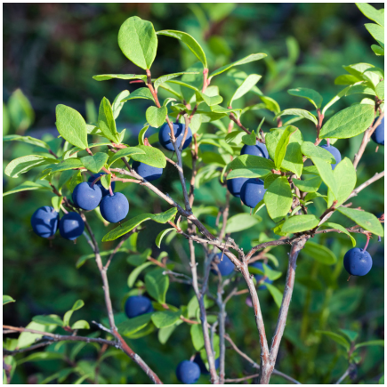 Aroma Mountain Blueberry