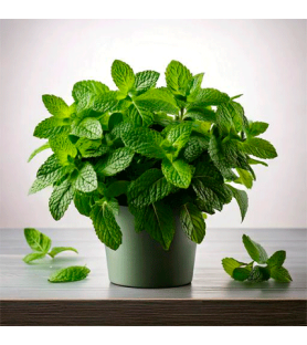 Infused Natural Mint flavour