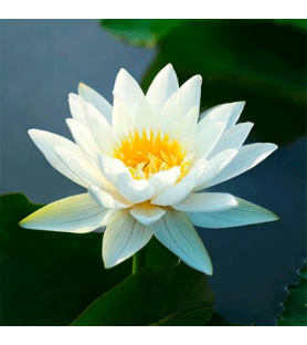 Aroma Fiore di Loto Bianco Naturale