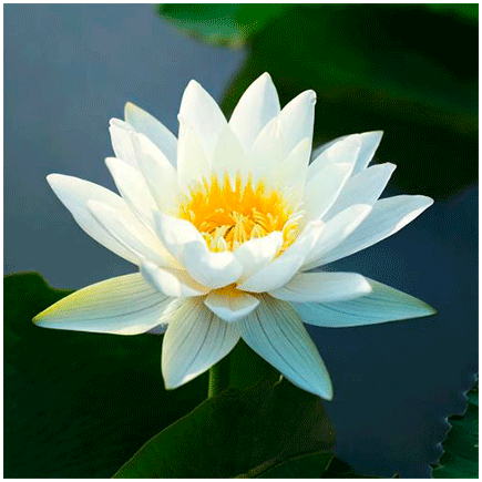 Aroma Fiore di Loto Blu Naturale