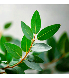 Aroma Naturale di Eucalipto