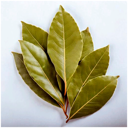 Aroma Naturale di Alloro
