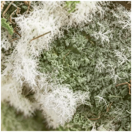 Aroma Muffa