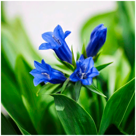 Aroma Naturale di Genziana EM