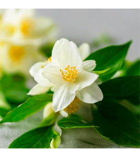 Aroma Naturale di Gelsomino Oleosolubile
